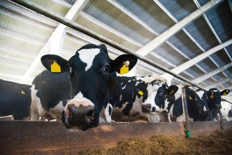 cow farm, AWest Security,  Bismarck, ND